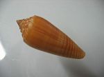 CONUS OCHROLEUS